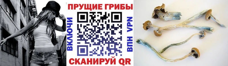 Галлюциногенные грибы Psilocybe blacksprut ССЫЛКА Невель